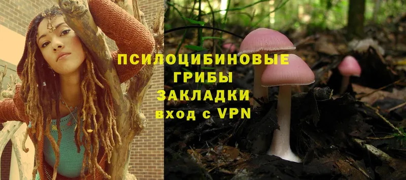 Псилоцибиновые грибы Psilocybe  Кострома 